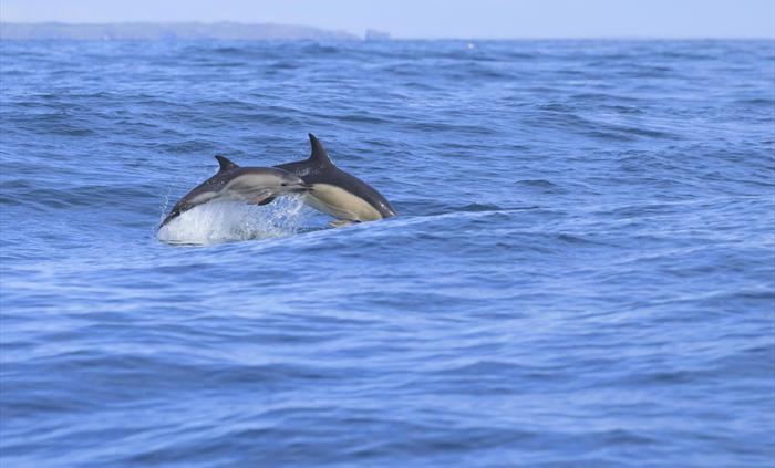 Mother and calf